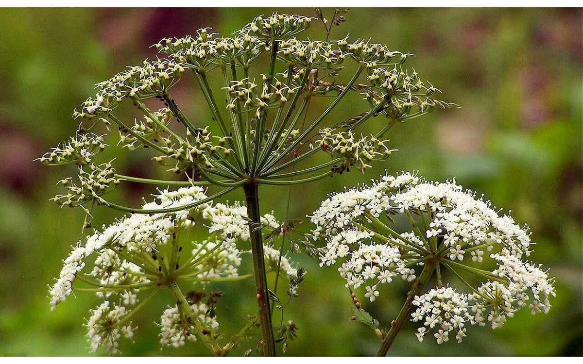 Heracleum sphondylium L
