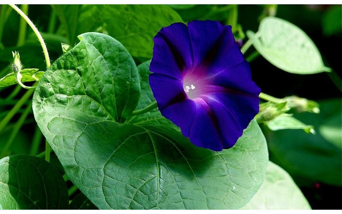 Ipomoea purpurea (L.) Roth conocida como Gloria de la mañana, Manto de María o Campanilla Morada