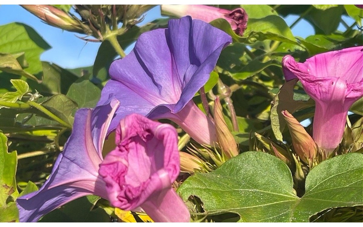 Ipomoea indica (Burm.) Merr conocida como campanilla azul, gloria de la mañana o enredadera azul