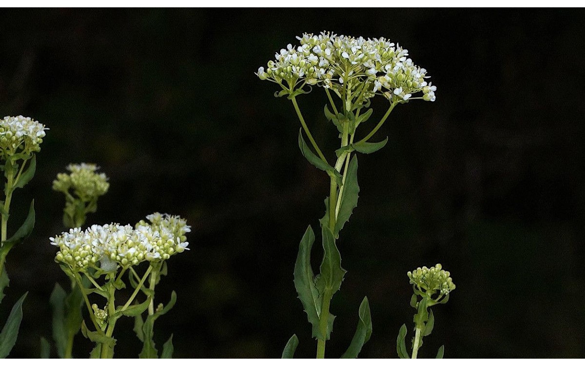 Lepidium draba conocida comúnmente como capellanes