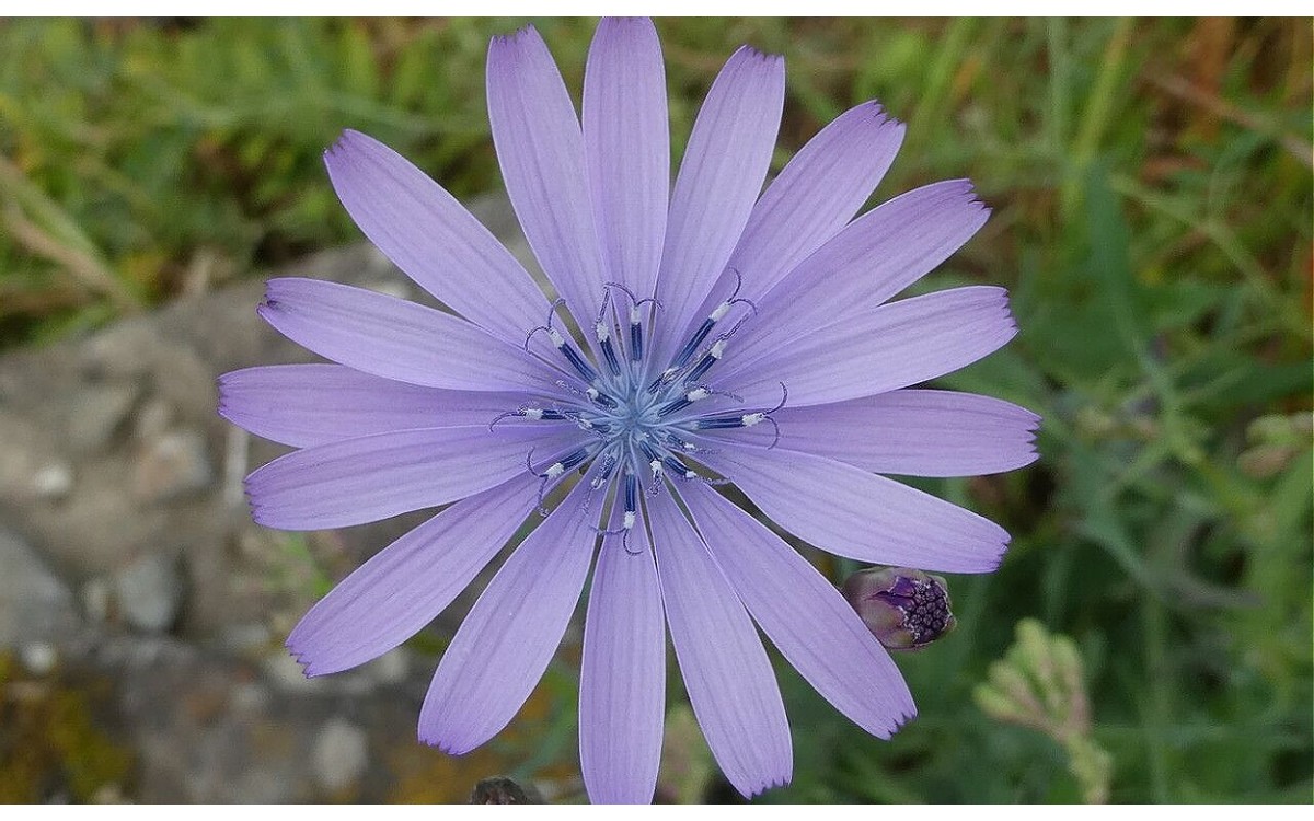 Lactuca perennis conocida como Cardincha de roca, lechuga de montaña, lechuga azul o lechuga perenne