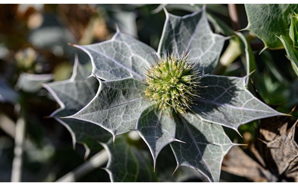 Eryngium maritimum L., comúnmente conocido como cardo marino