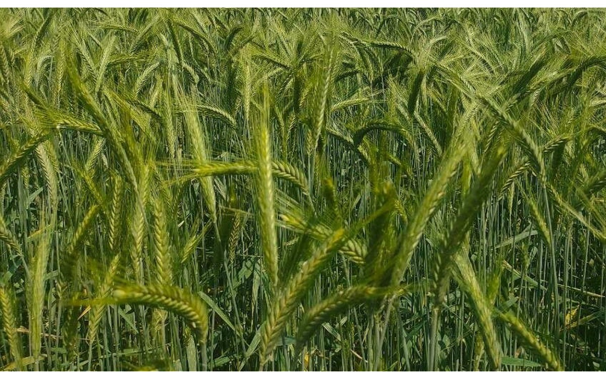 Hordeum vulgare L vulgarmente conocida como cebada