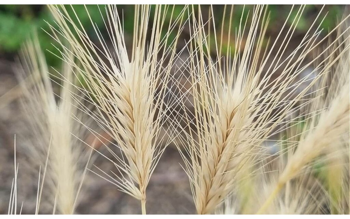 Hordeum murinum L conocida como cebadilla silvestre