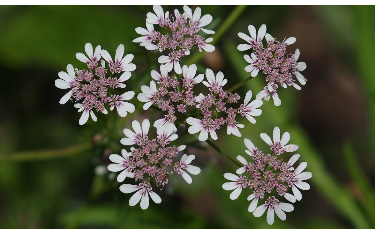 Coriandrum sativum L conocido como cilantro, coriandro o culantro europeo