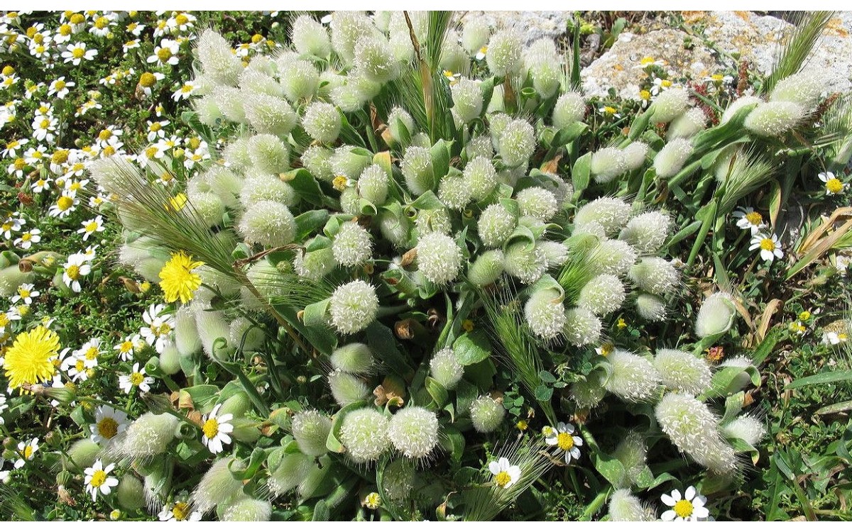 Lagurus ovatus conocido como hierba cola de liebre o cola de conejo
