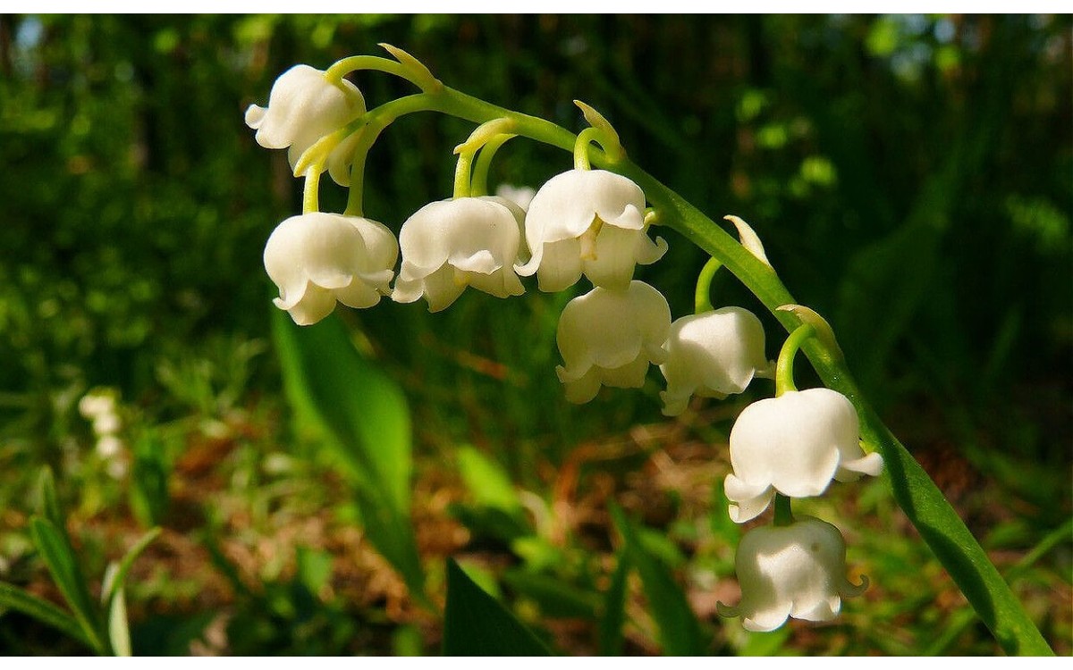 La Convallaria majalis L o Lirio de los Valles, Convalaria