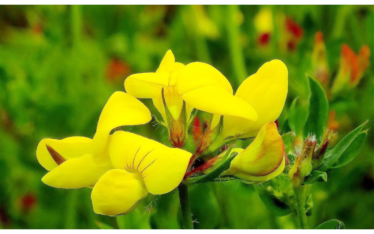 Lotus corniculatus, conocida como cuernecillo, corona de rey o trébol de cuernos