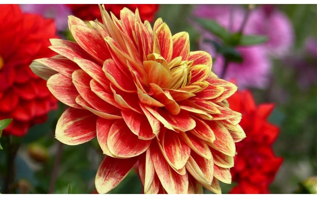 Dahlia pinnata Cav., comúnmente conocida como Dalia