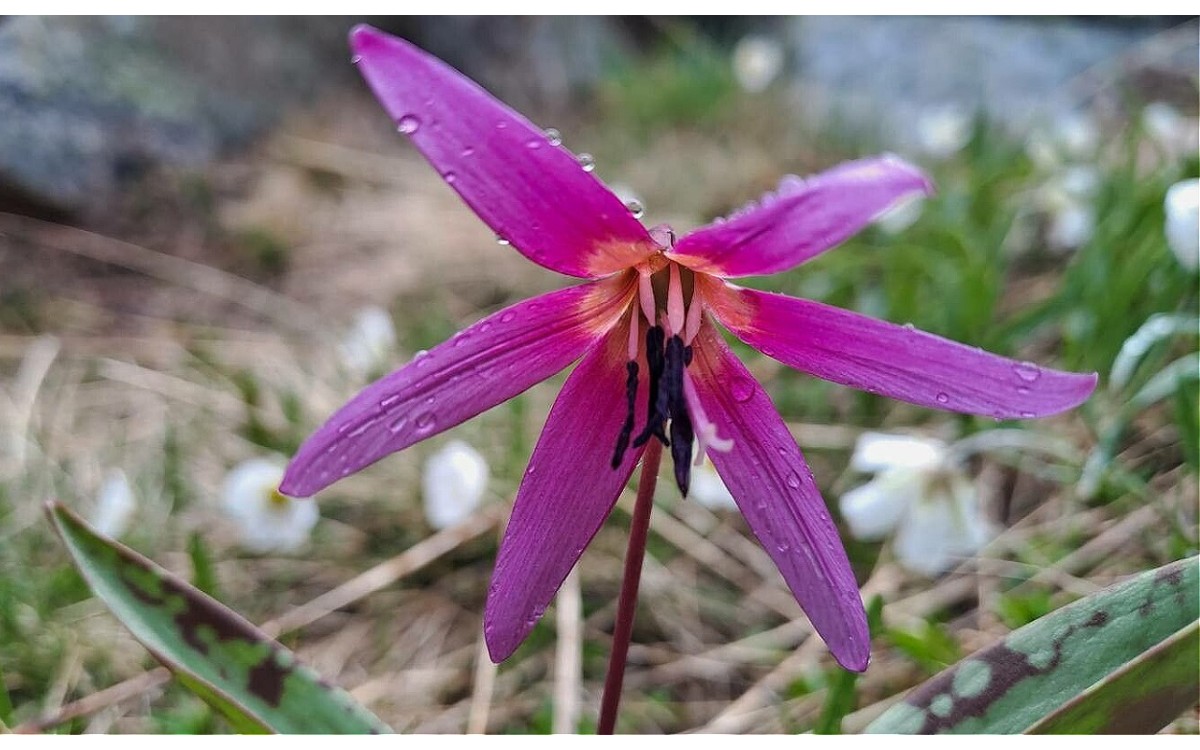 Erythronium dens-canis conocido comúnmente como diente de perro