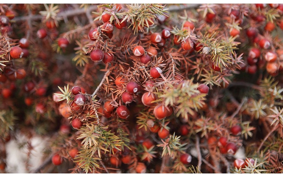 Juniperus oxycedrus conocido como enebro rojo, oxicedro o enebro de la miera