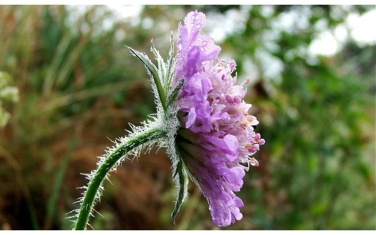 Knautia arvensis, conocida como escabiosa de campo