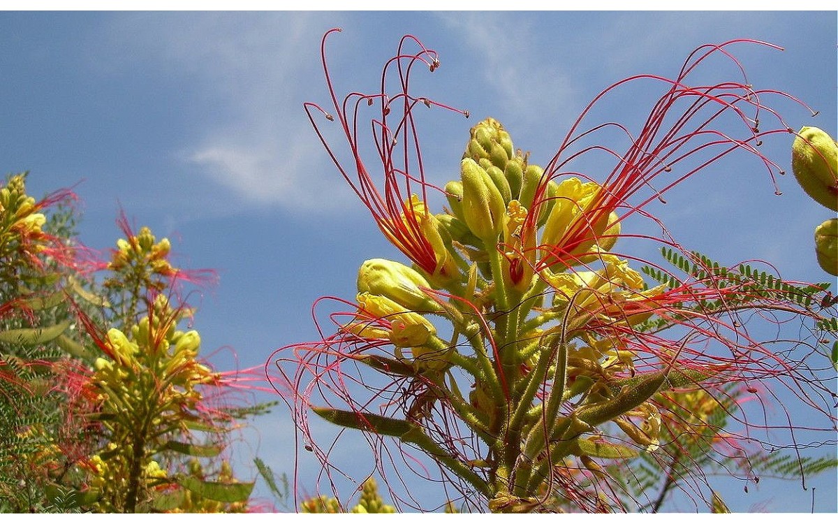 Erythrostemon gilliesii conocida como espiga de amor o planta del ave del paraíso amarillo