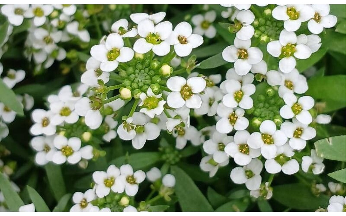 Lobularia maritima (L.) Desv., conocida como aliso marítimo o flor de miel