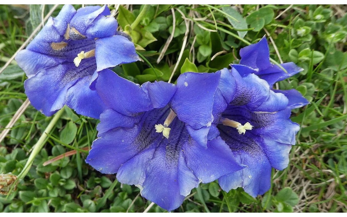 Gentiana acaulis conocida como genciana sin tallo o genciana trompeta