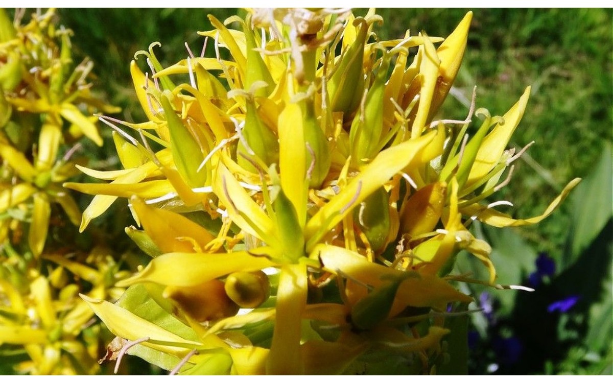 Gentiana lutea L., conocida como genciana amarilla