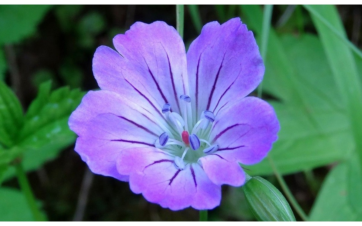 Geranium nodosum L., conocido como geranio nudoso