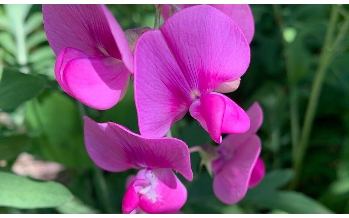 Lathyrus odoratus conocido como guisante de olor