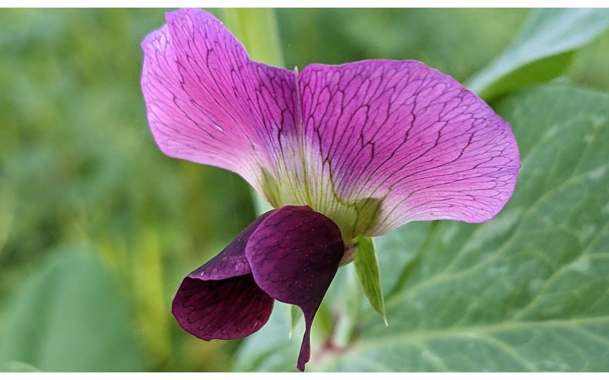Lathyrus oleraceus conocido como guisante silvestre