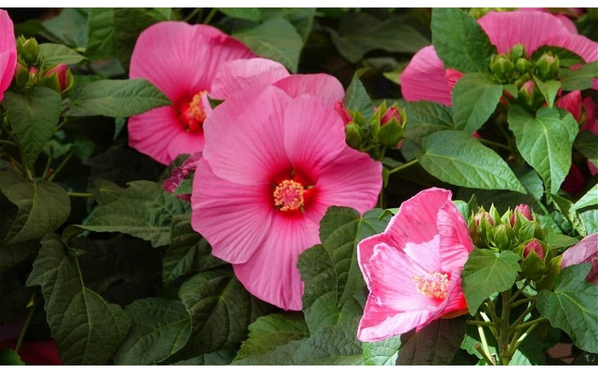 Hibiscus moscheutos L comúnmente conocido como Hibisco
