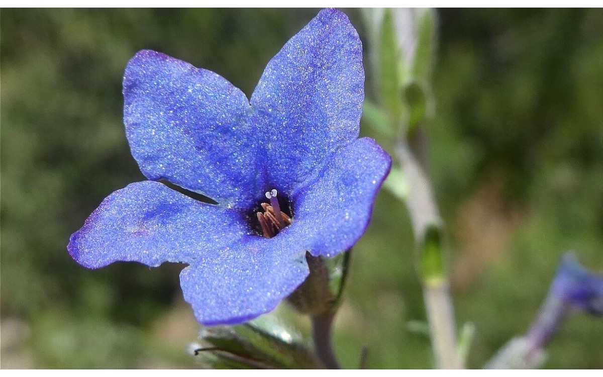 Lithodora fruticosa (L.) Griseb conocida como hierba de las siete sangrías o sanguinaria