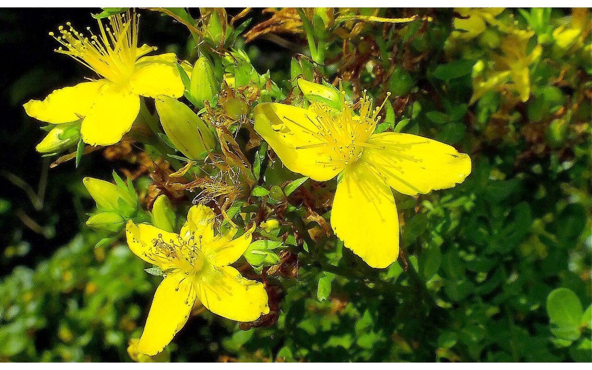 Hypericum perforatum L conocida como hierba de San Juan
