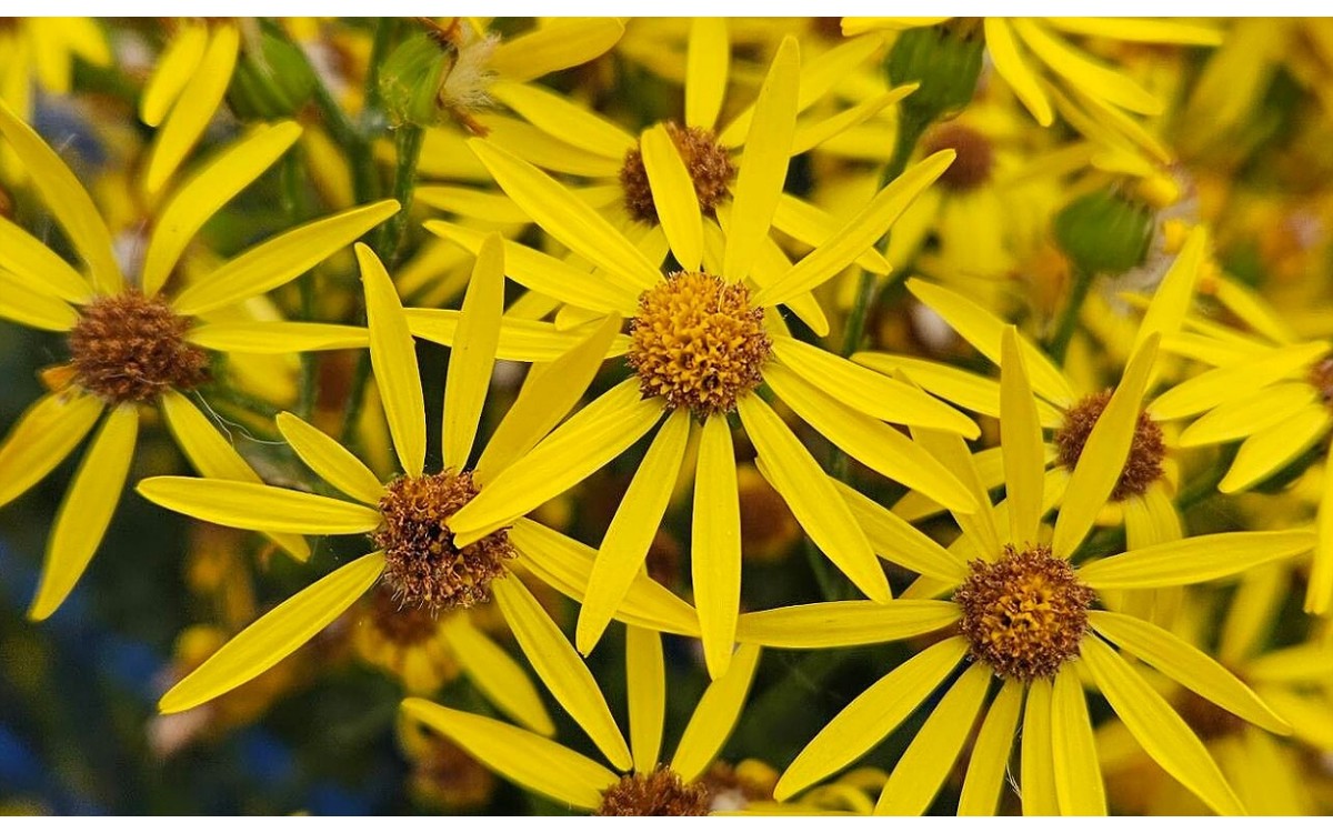 Jacobaea vulgaris conocida como hierba de Santiago o hierba cana