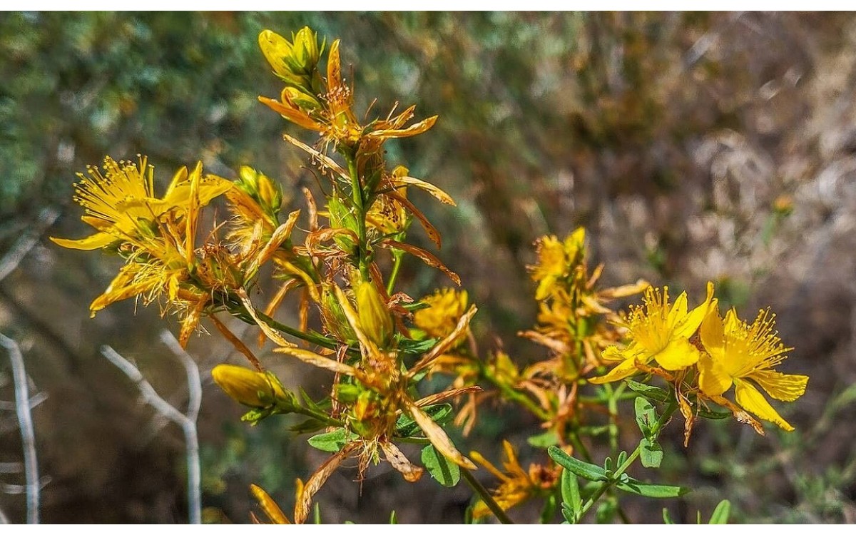 Hypericum perfoliatum L conocido como Hipérico o Hipericón