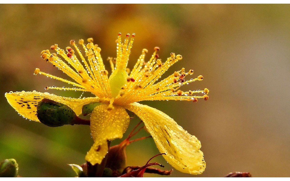 Hypericum maculatum Crantz conocido como Hipérico no perforado o hierba de San Juan manchada