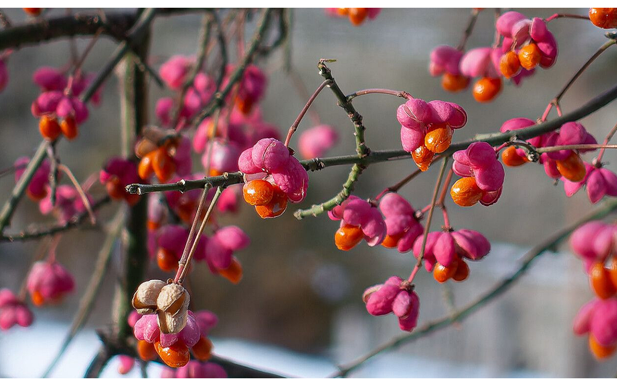 Euonymus europaeus L., conocido como Huso europeo o Bonetero europeo