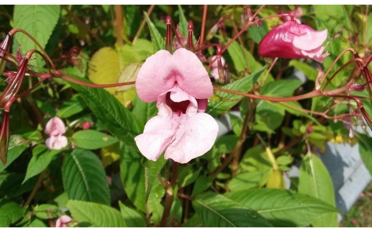 Impatiens glandulifera Royle conocida como Balsamina del Himalaya o Impaciencia