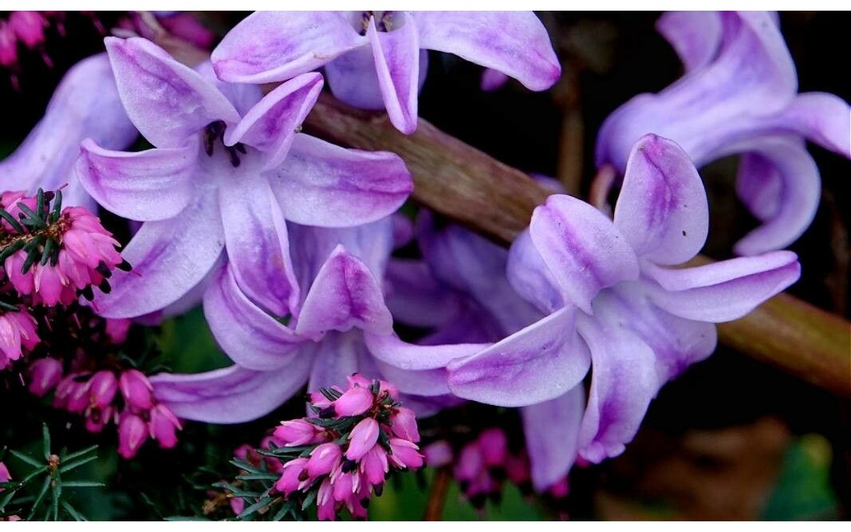 Hyacinthus orientalis L comunmente conocido como Jacinto