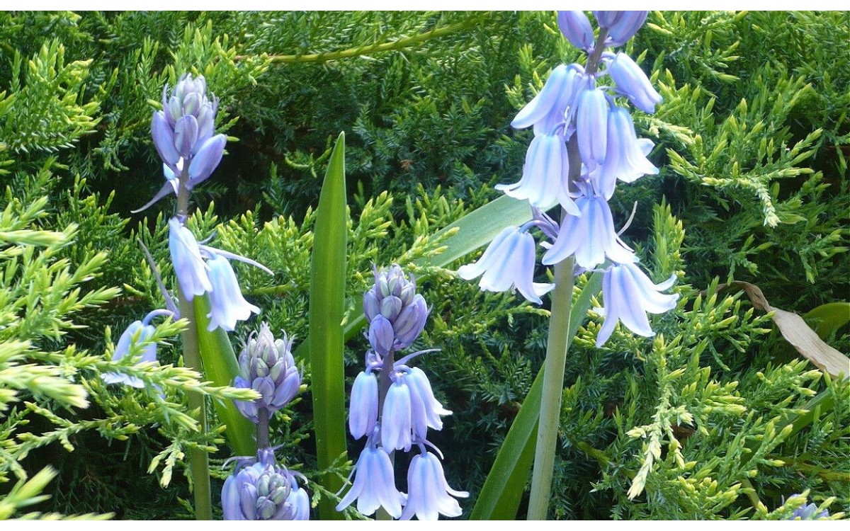 Hyacinthoides hispanica conocido como Jacinto de los bosques