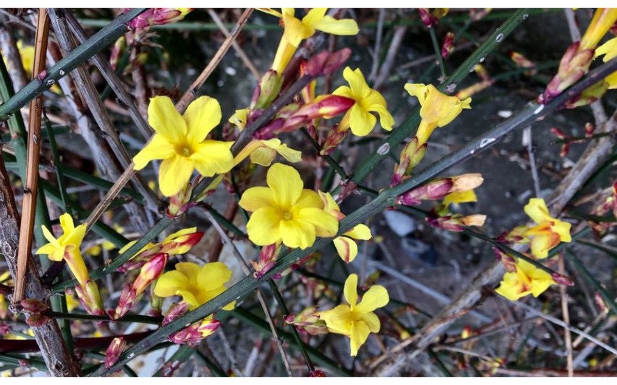 Jasminum nudiflorum conocido como jazmín de invierno o jazmín amarillo