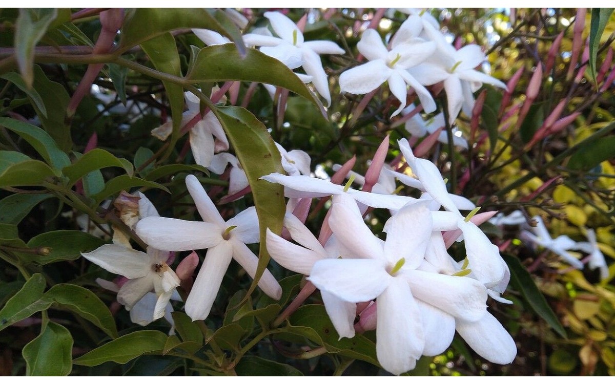 Jasminum officinale conocido como jazmín común, jazmín blanco o jazmín de los poetas