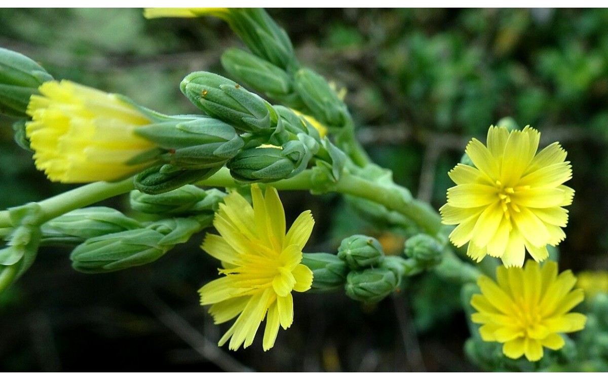 Lactuca serriola conocida como lechuga silvestre o lechuga espinosa