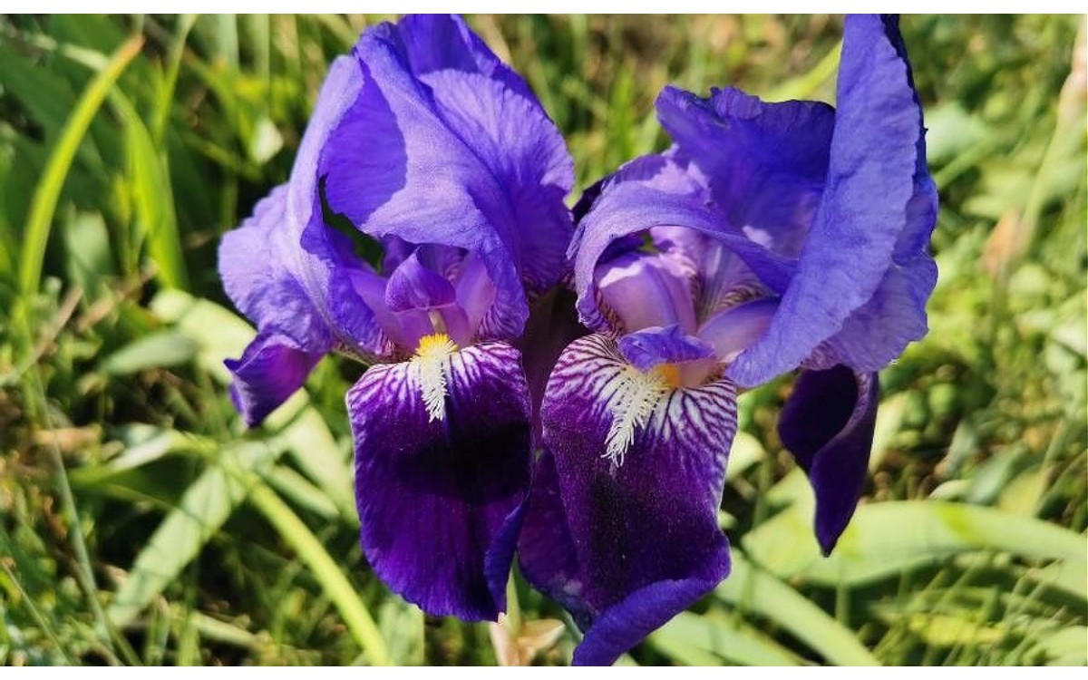 Iris × germanica L conocido como Lirio azul o lirio común