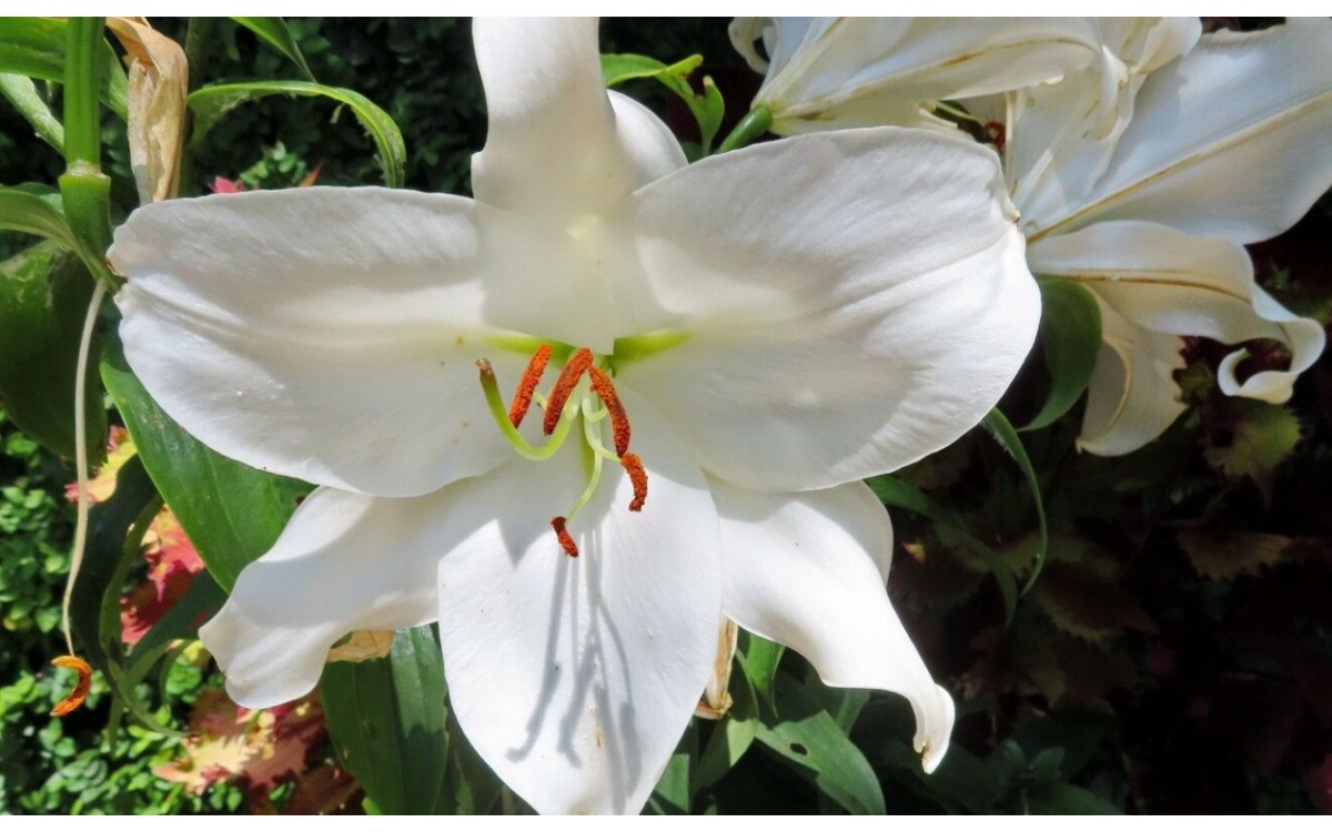 Lilium candidum conocido como lirio blanco o azucena de Santa María