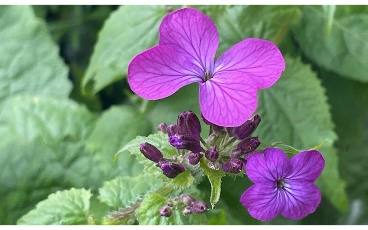 Lunaria annua conocida como moneda del Papa, planta de la plata o monedas de Judas