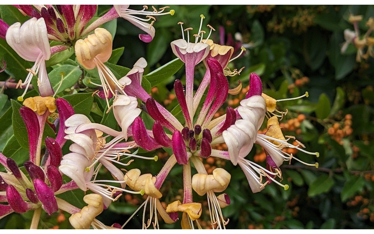 Lonicera periclymenum conocida como madreselva de los bosques