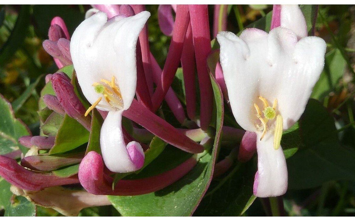 Lonicera implexa, conocida comúnmente como madreselva mediterránea