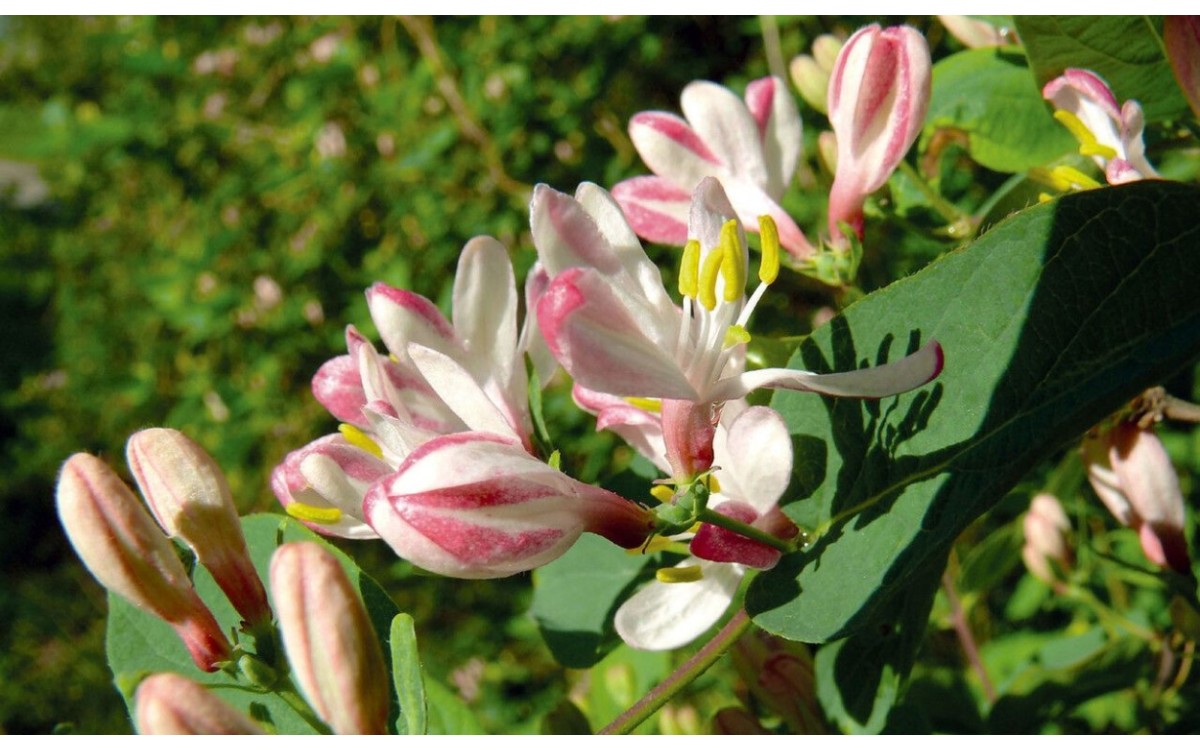 Lonicera tatarica conocida como madreselva tártara