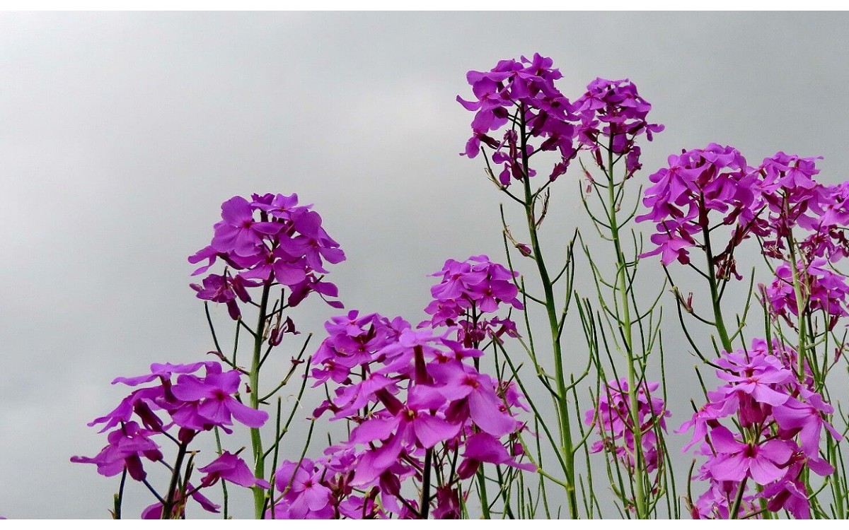 Hesperis matronalis