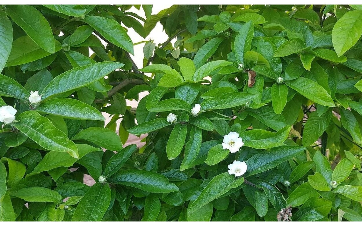 Crataegus germanica, comúnmente conocido como el espino alemán o níspero europeo, níspero común