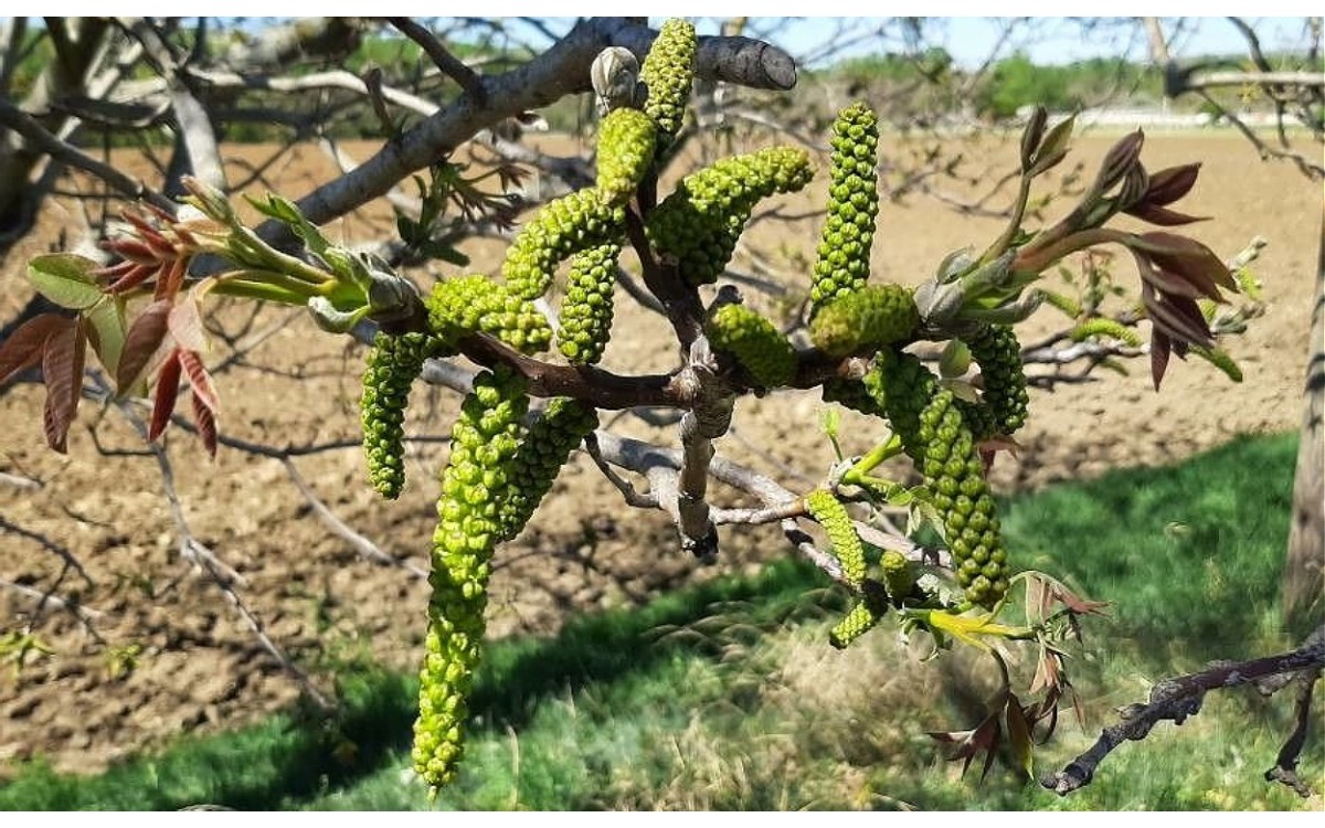 Juglans regia, comúnmente conocido como nogal común, nogal europeo o nogal persa