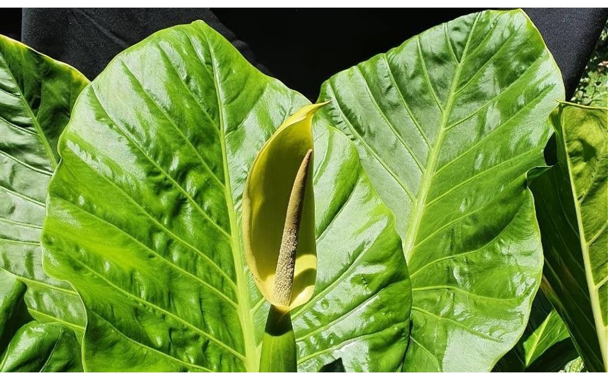 La Colocasia esculenta, comúnmente conocida como taro o oreja de elefante