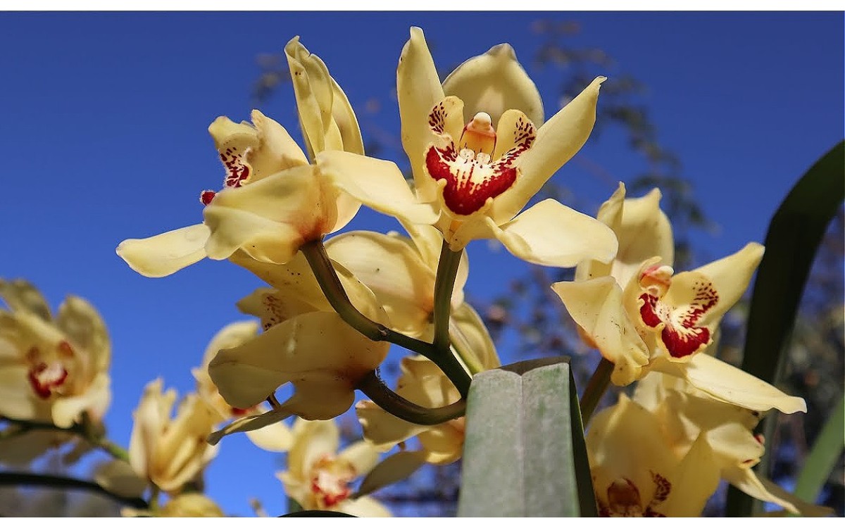 Regala a tu Madre una orquídea