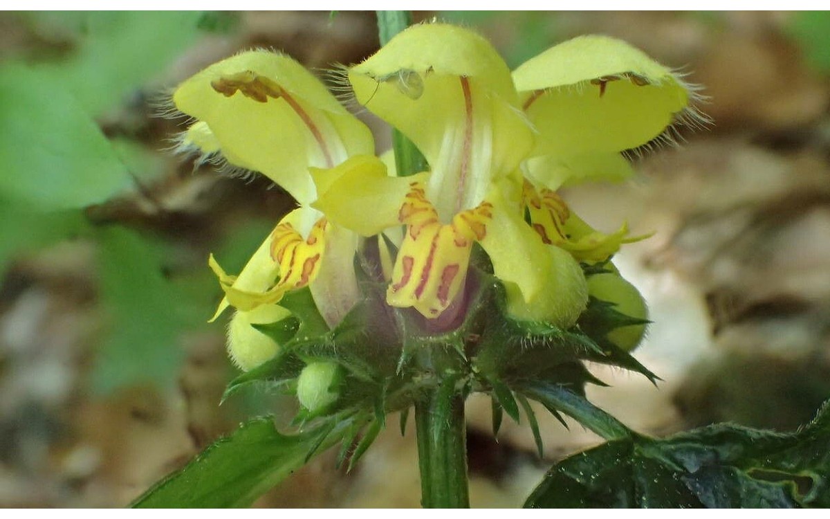 Lamium galeobdolon conocida como ortiga amarilla o archangel amarillo