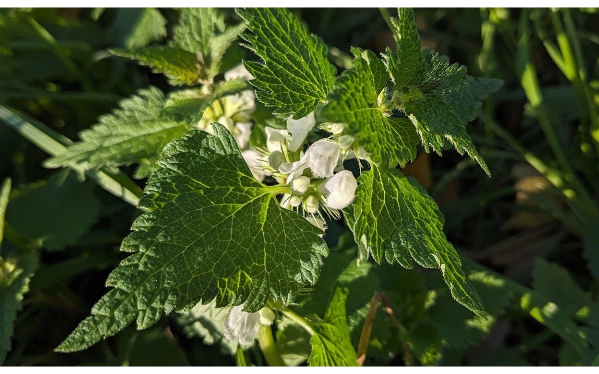 Lamium album conocida como ortiga blanca, ortiga muerta o lamio blanco