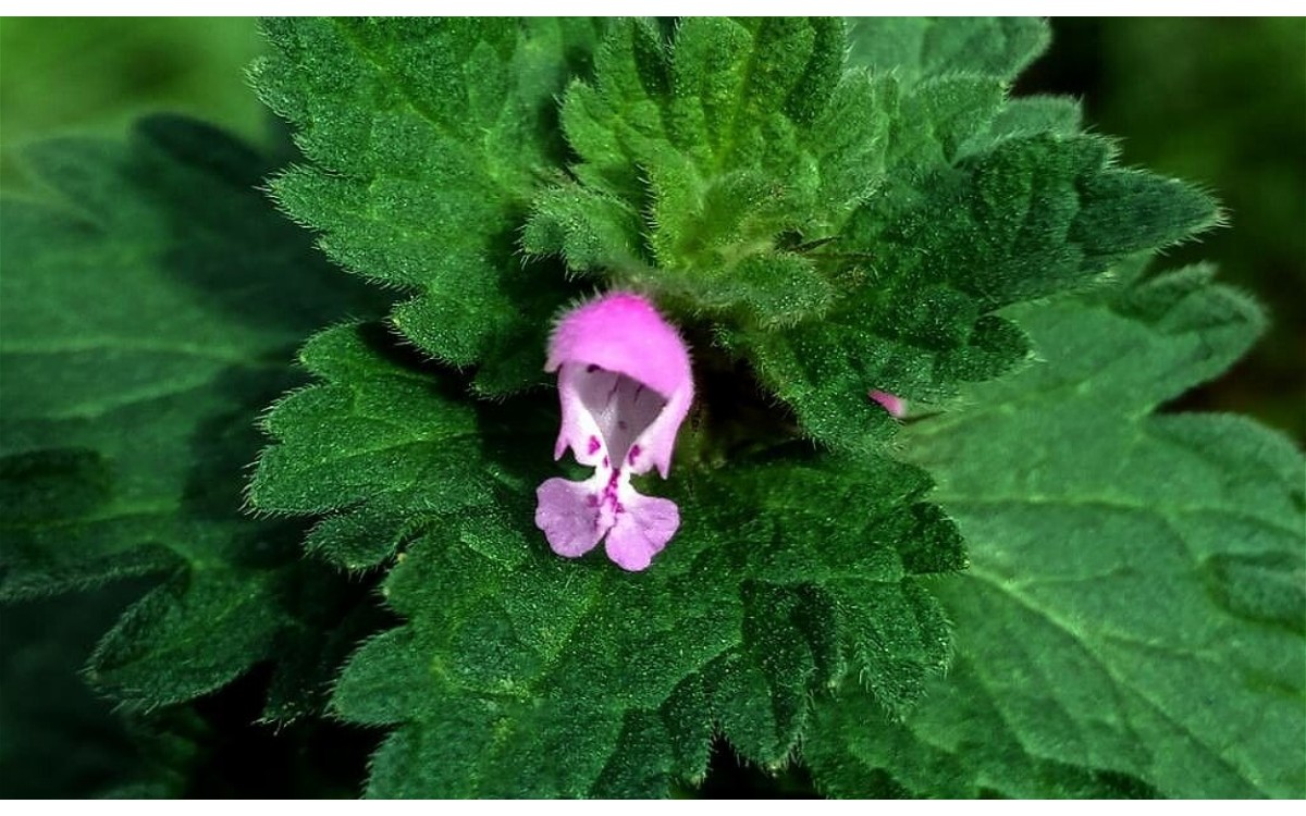 Lamium hybridum conocida como ortiga híbrida o lamio híbrido